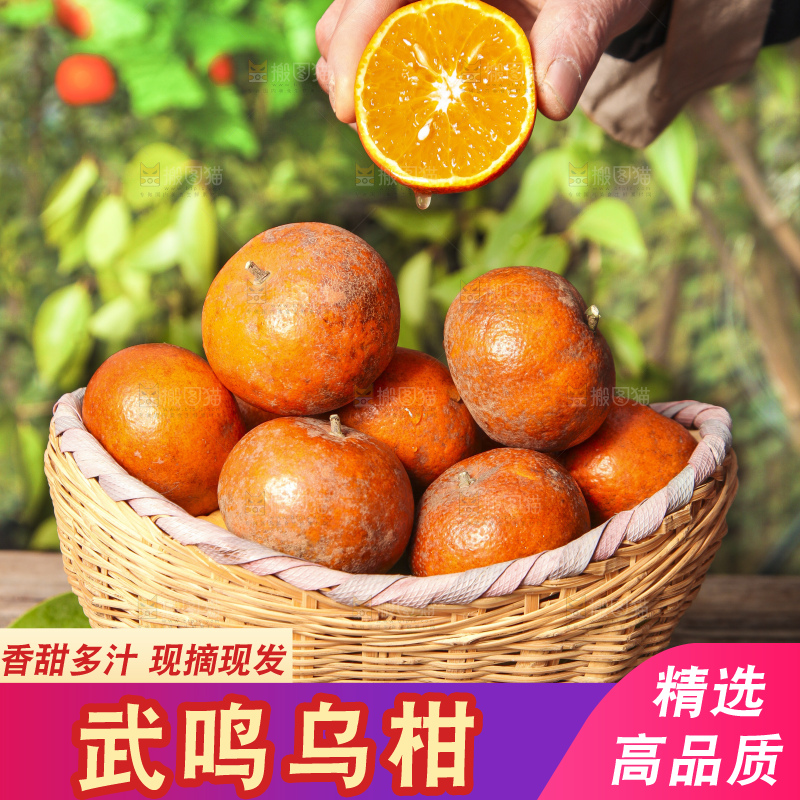 深底上的乌柑