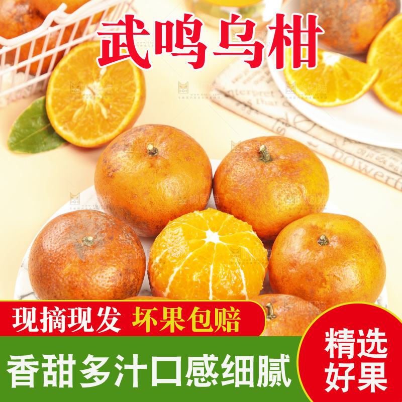 浅底上的乌柑