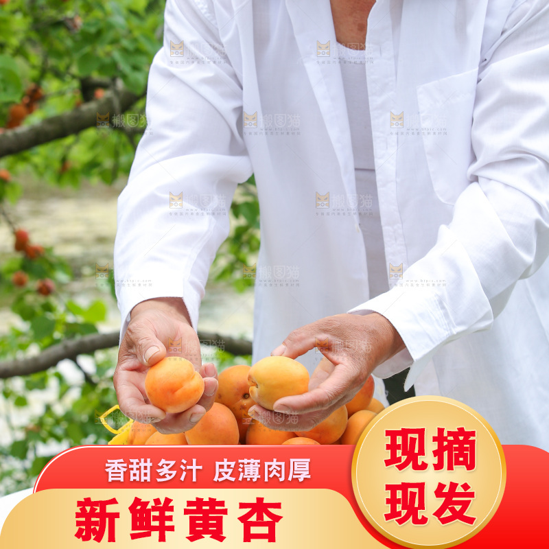 手里拿着新鲜大黄杏