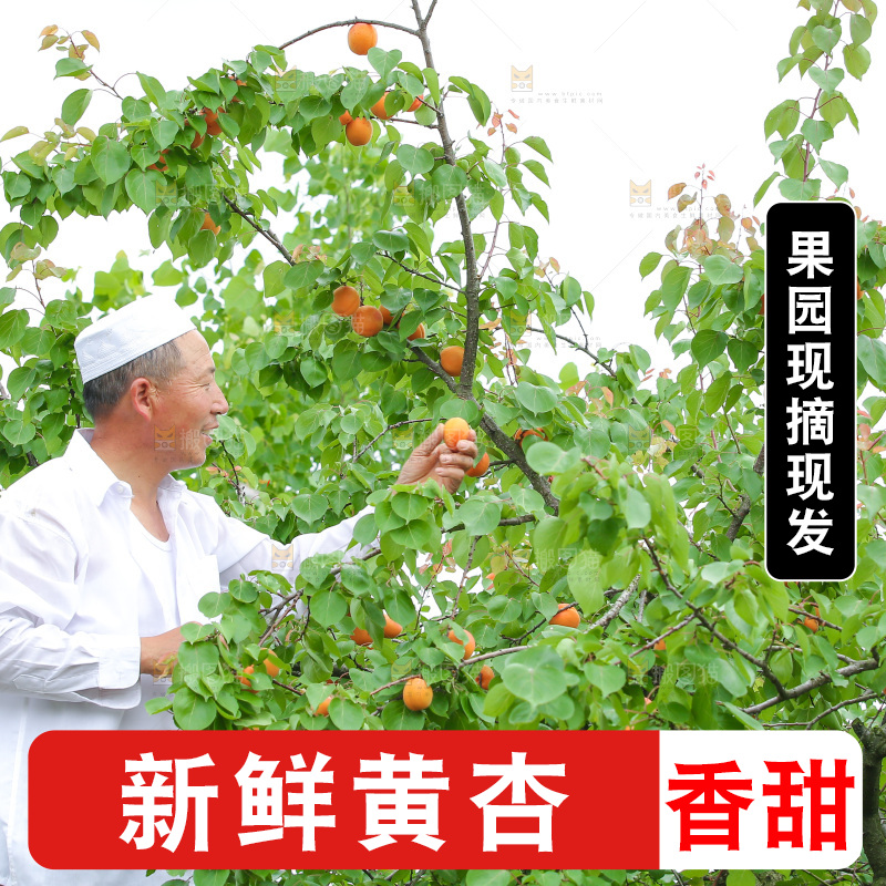 手里拿着新鲜大黄杏