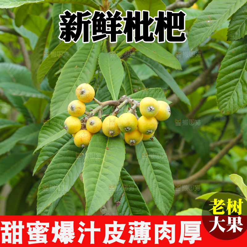 手里拿着现摘枇杷