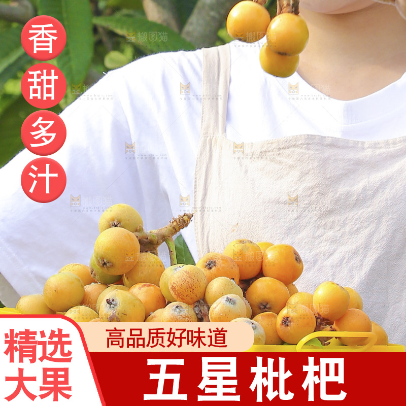 手里拿着现摘枇杷