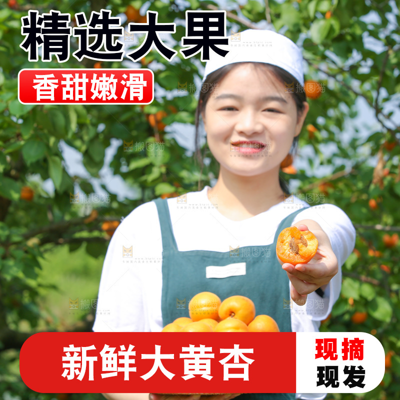 手里拿着新鲜大黄杏