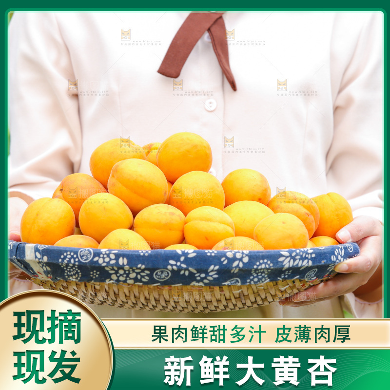 手里拿着新鲜大黄杏