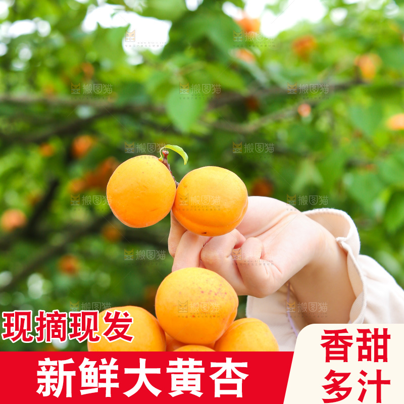 手里拿着新鲜大黄杏