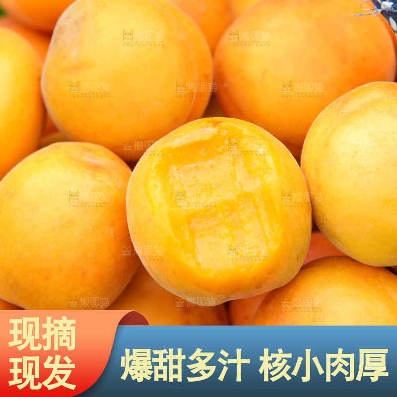 手里拿着新鲜大黄杏