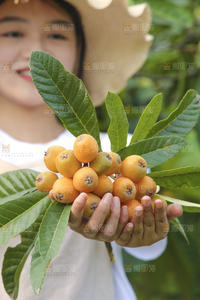 手里拿着现摘枇杷