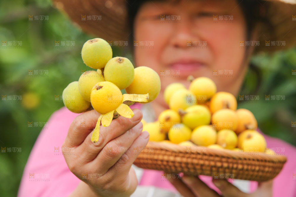 手里拿着现摘枇杷