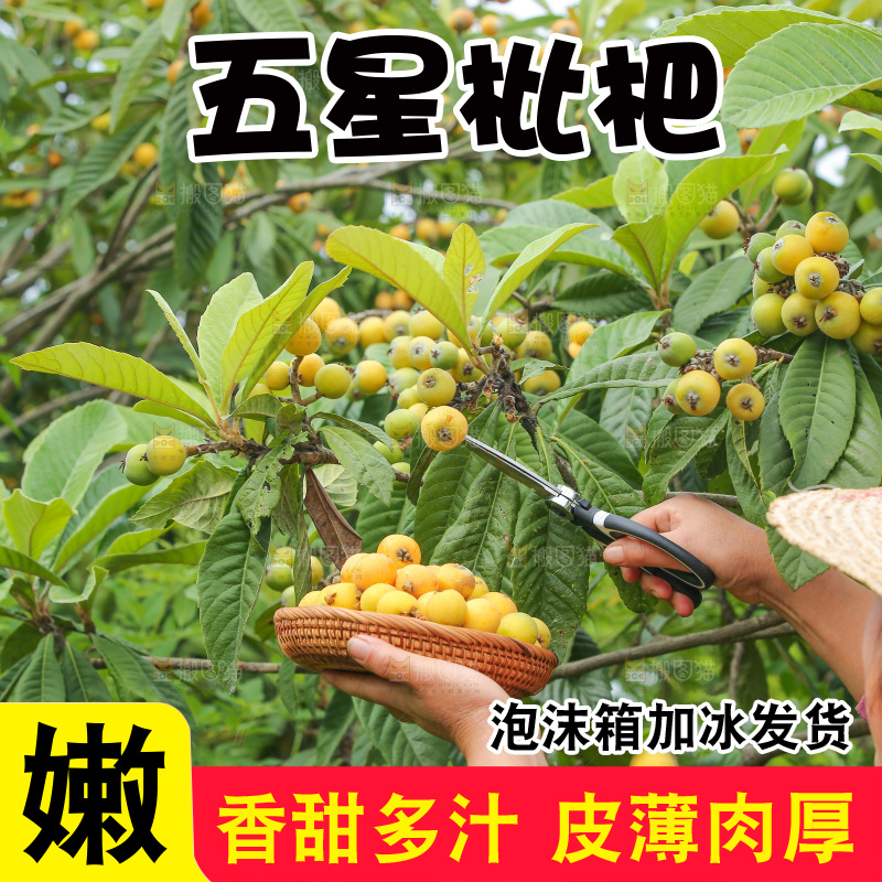 手里拿着现摘枇杷