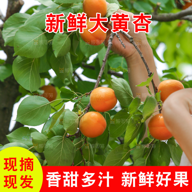 手里拿着新鲜大黄杏