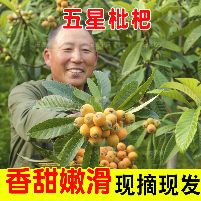 手里拿着现摘枇杷