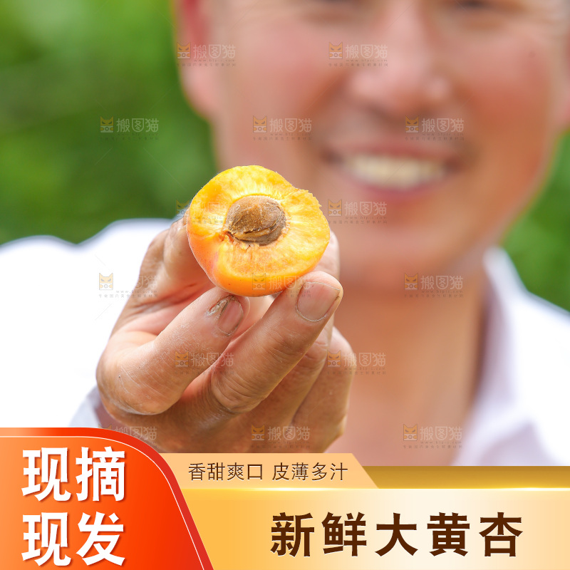手里拿着新鲜大黄杏