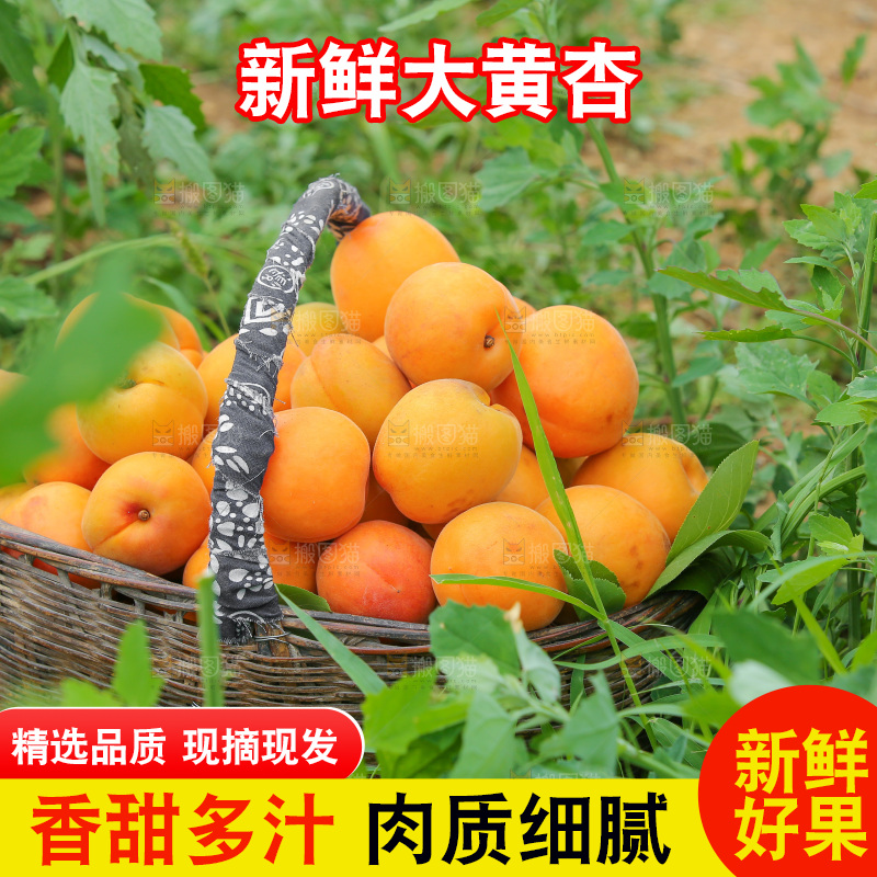 手里拿着新鲜大黄杏