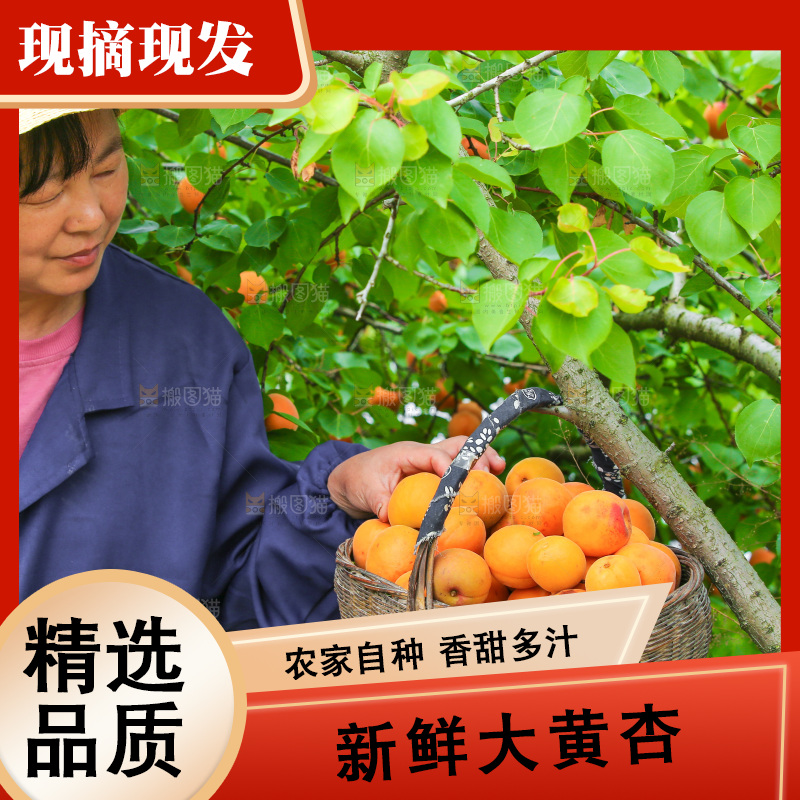 手里拿着新鲜大黄杏
