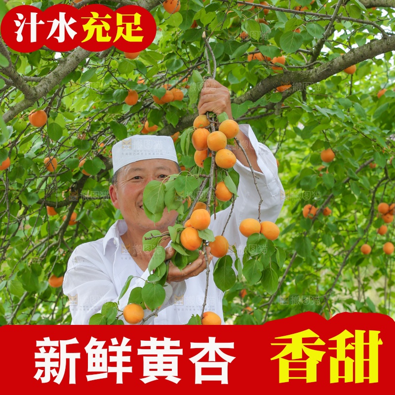 手里拿着新鲜大黄杏