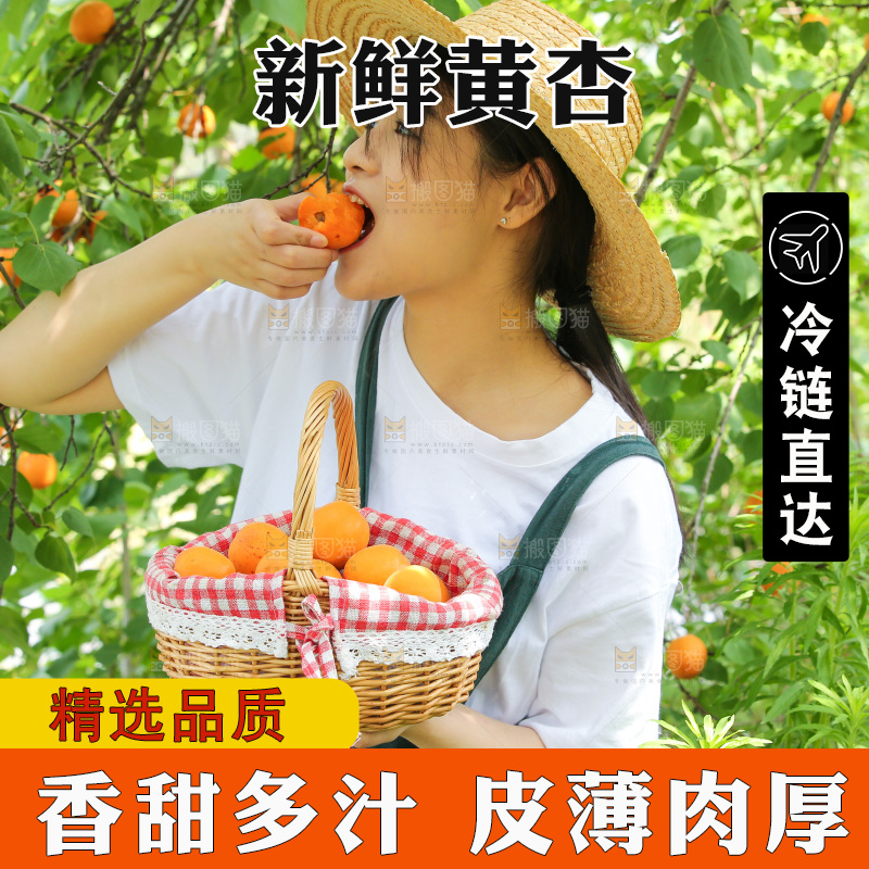 手里拿着新鲜大黄杏