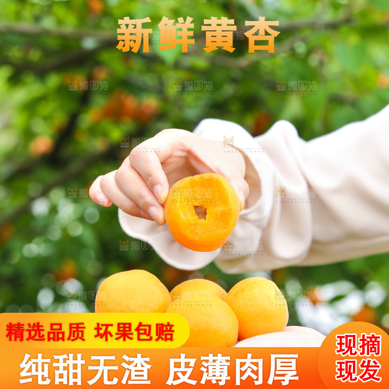 手里拿着新鲜大黄杏