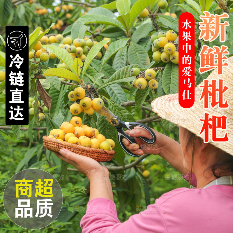 手里拿着现摘枇杷
