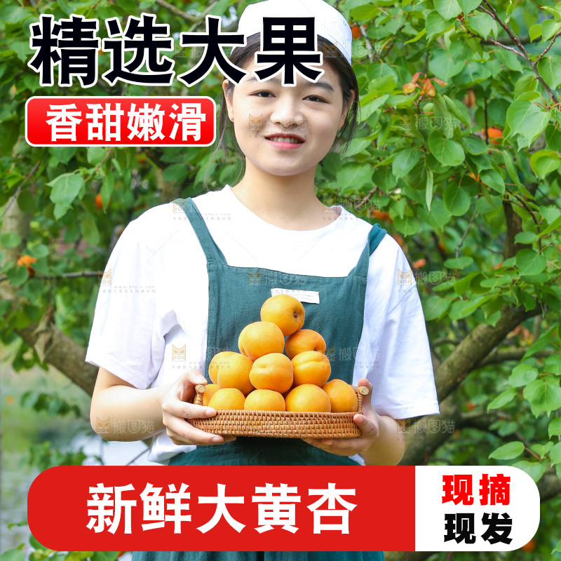 手里拿着新鲜大黄杏