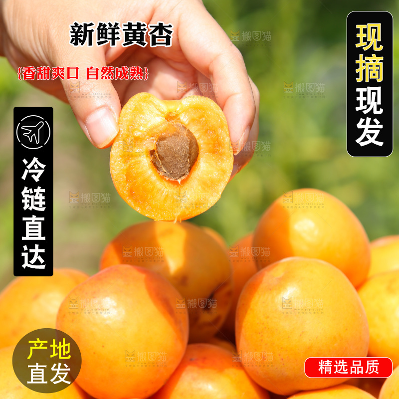 手里拿着新鲜大黄杏