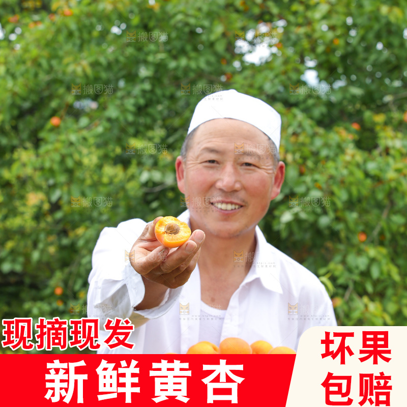 手里拿着新鲜大黄杏