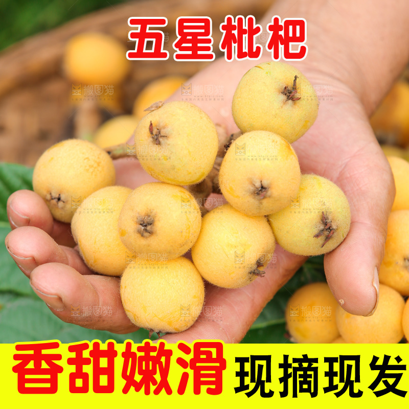 手里拿着现摘枇杷