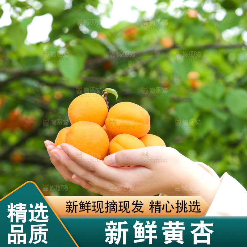 手里拿着新鲜大黄杏