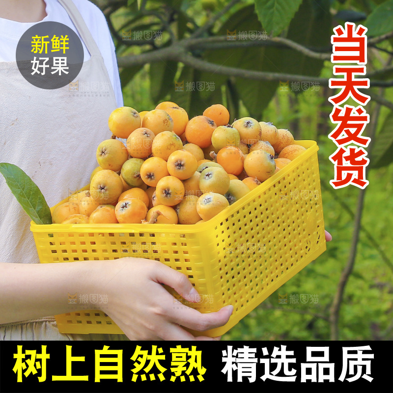 手里拿着现摘枇杷