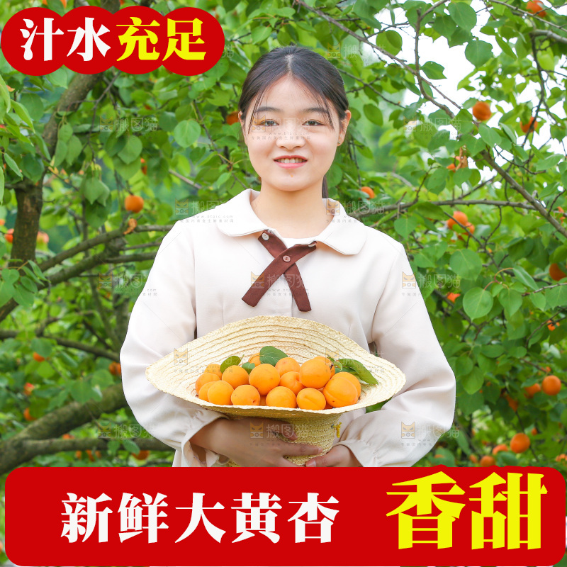 手里拿着新鲜大黄杏