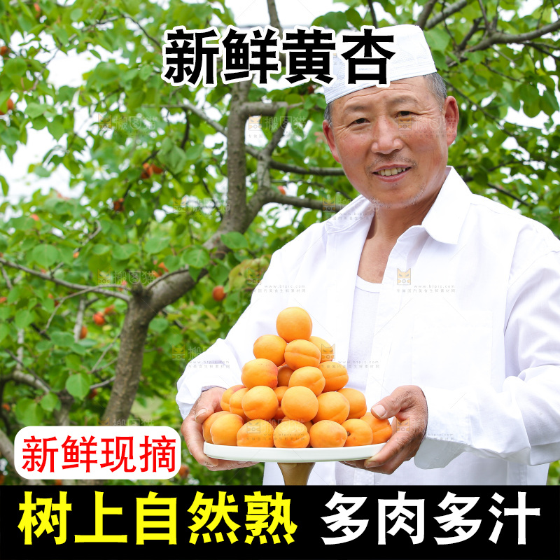 手里拿着新鲜大黄杏