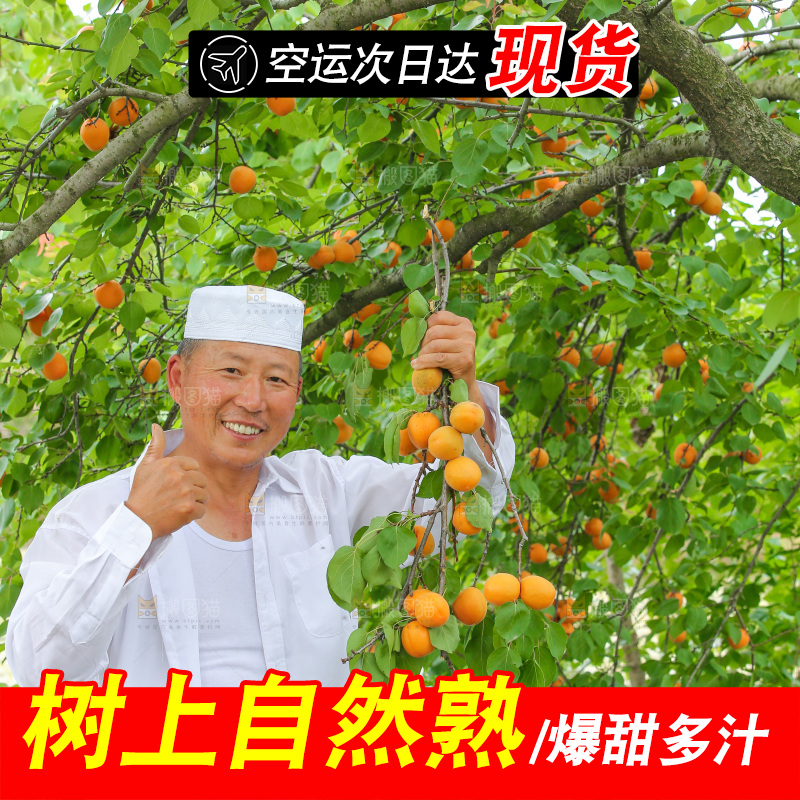 手里拿着新鲜大黄杏