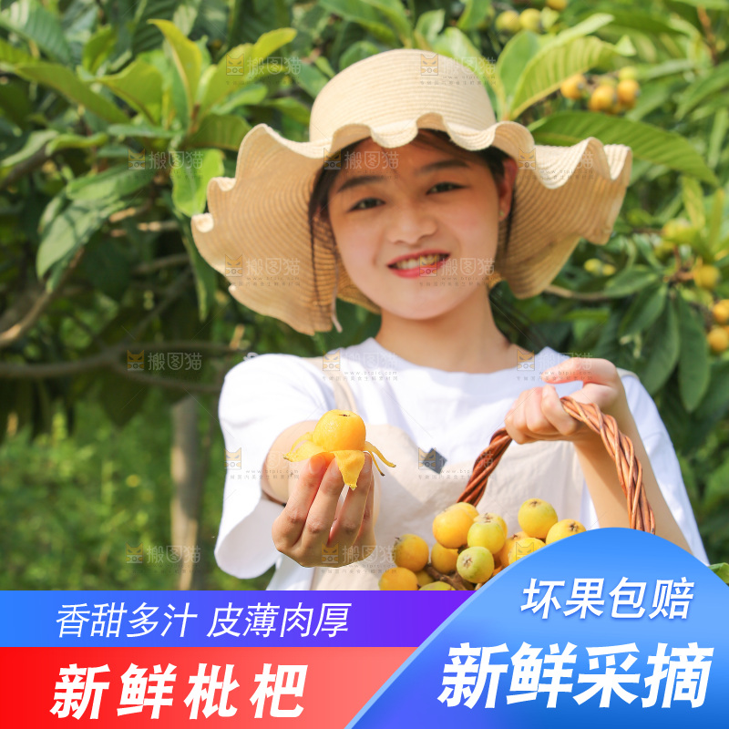 手里拿着现摘枇杷