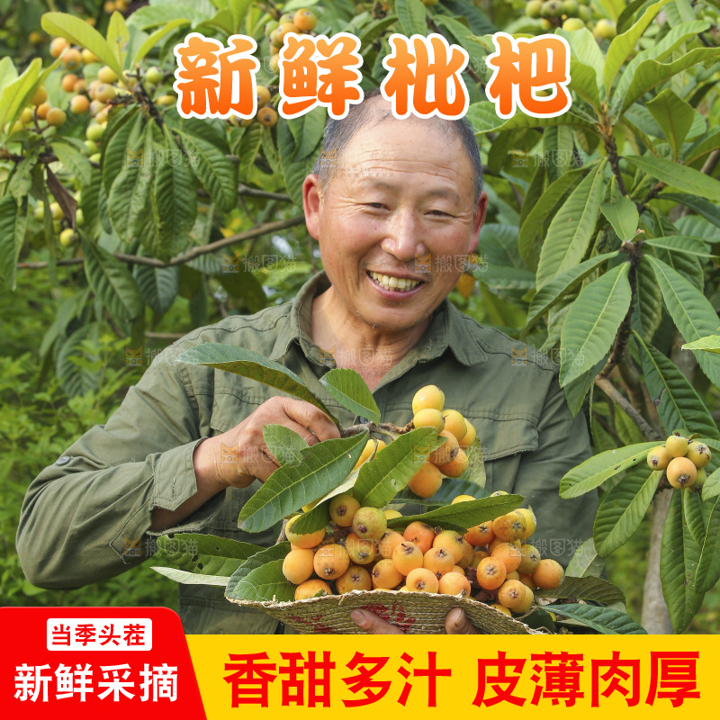 手里拿着现摘枇杷