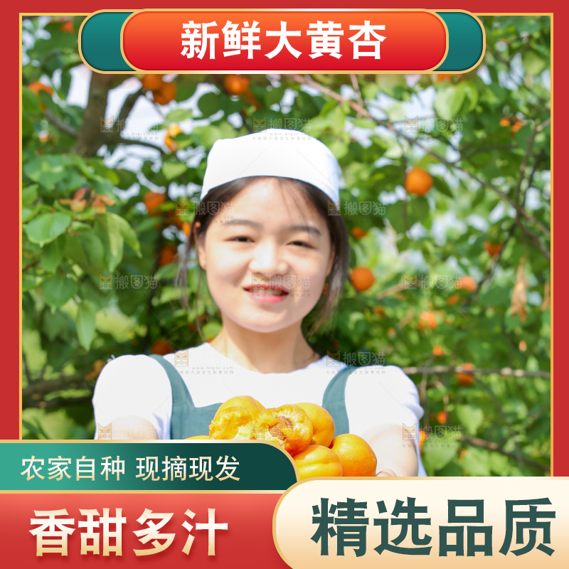 手里拿着新鲜大黄杏