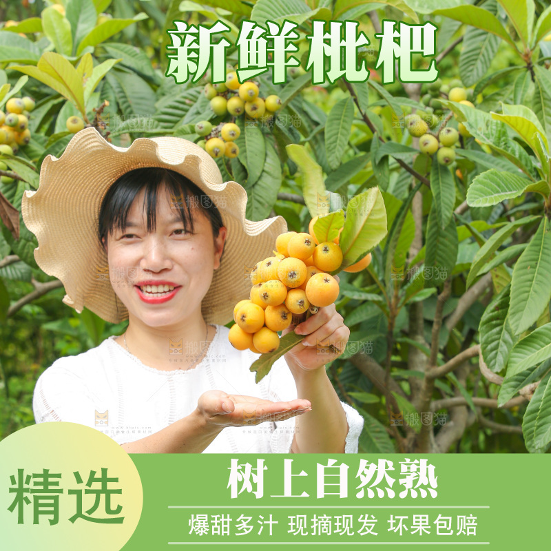 手里拿着现摘枇杷