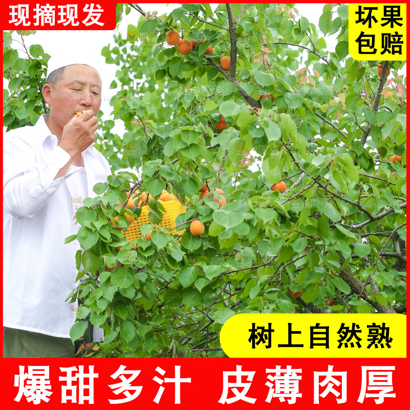 手里拿着新鲜大黄杏