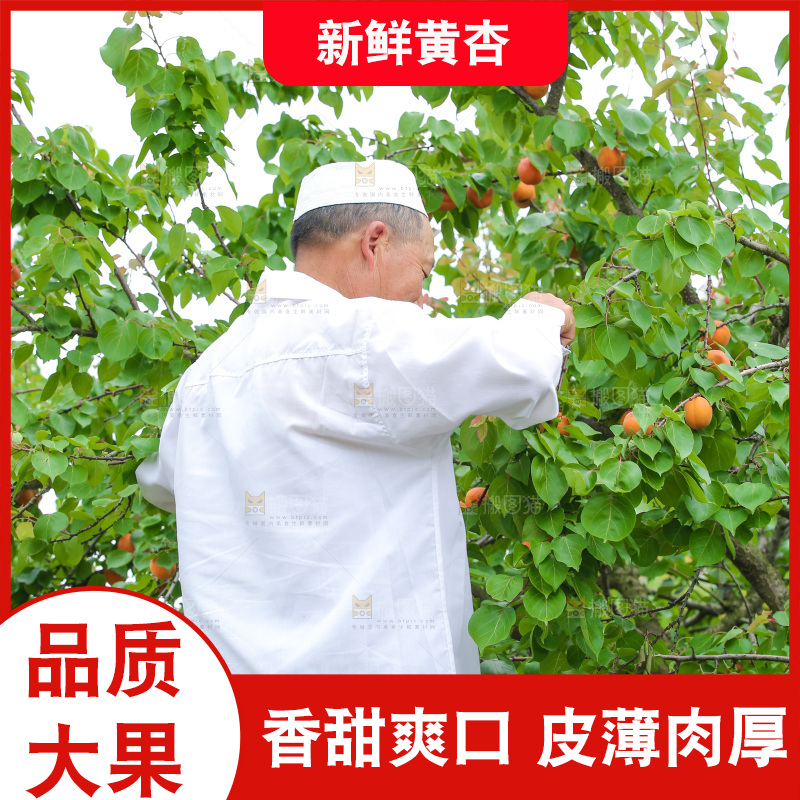 手里拿着新鲜大黄杏