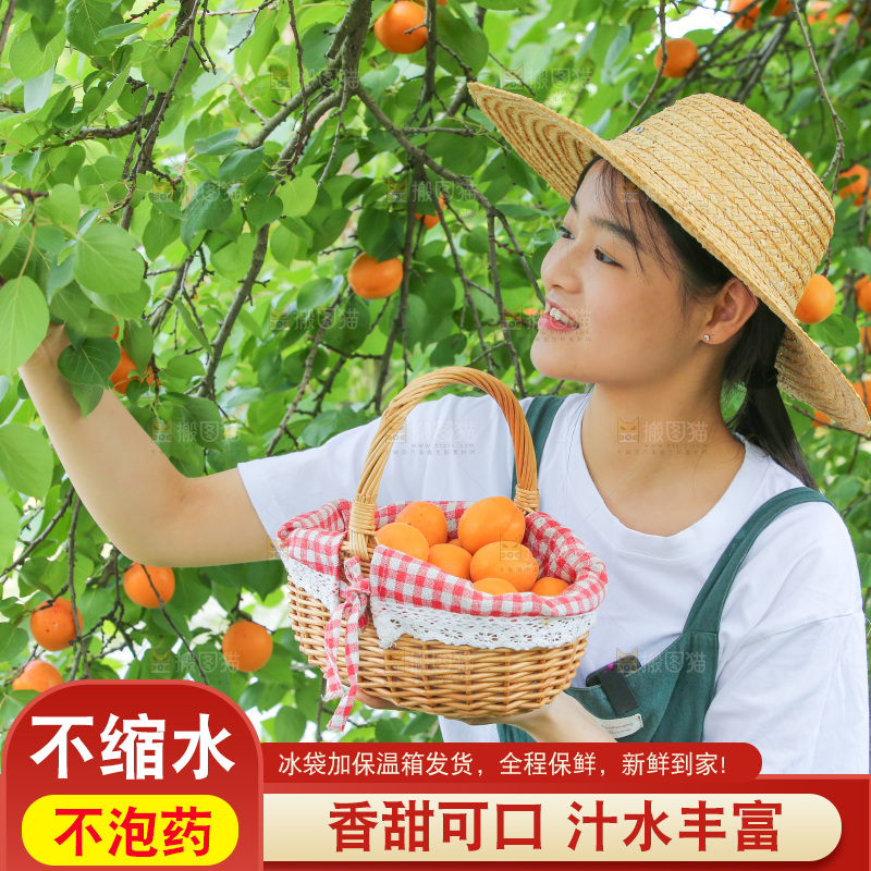 手里拿着新鲜大黄杏