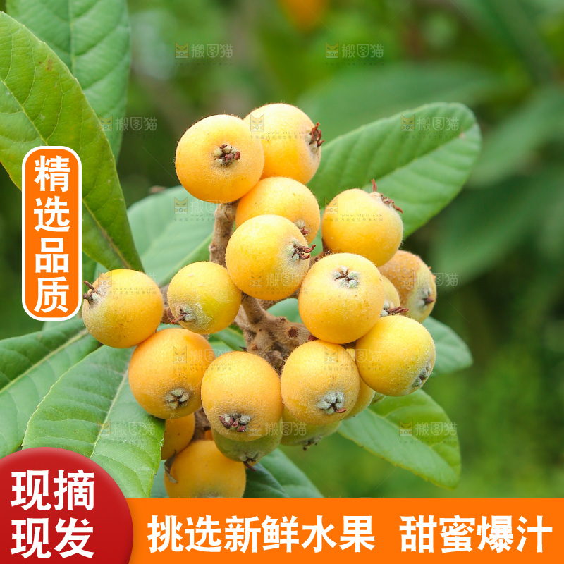 手里拿着现摘枇杷