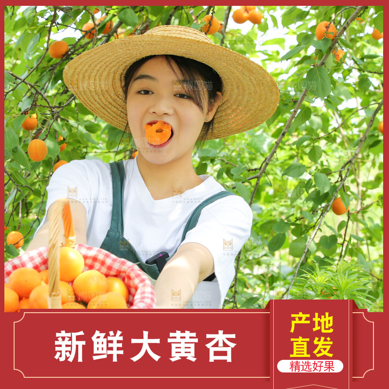 手里拿着新鲜大黄杏