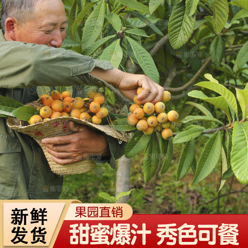手里拿着现摘枇杷