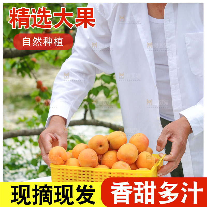 手里拿着新鲜大黄杏