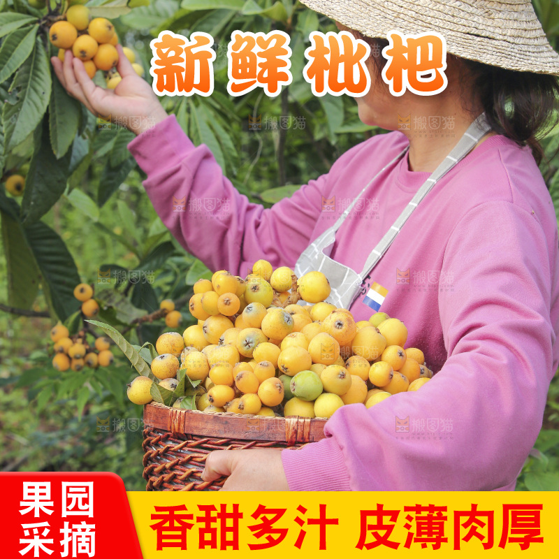 手里拿着现摘枇杷