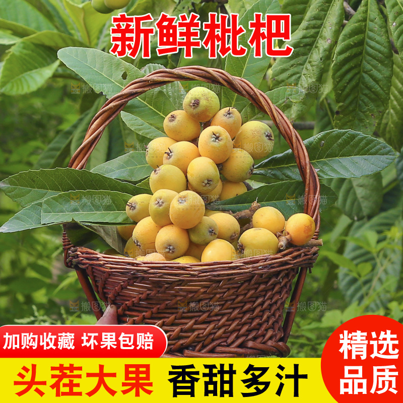 手里拿着现摘枇杷