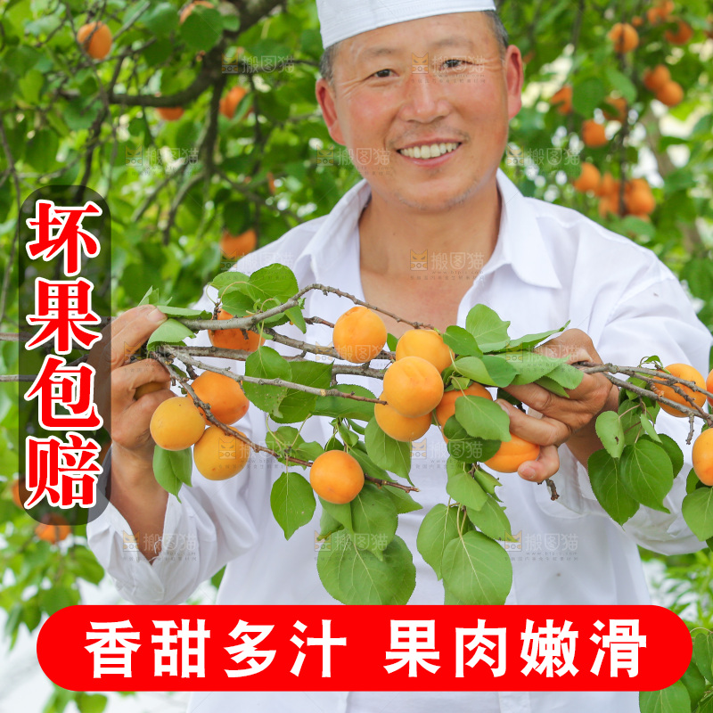 手里拿着新鲜大黄杏
