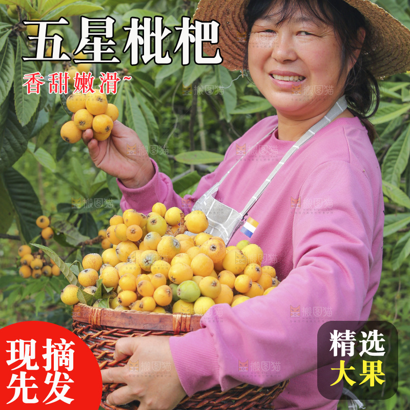 手里拿着现摘枇杷