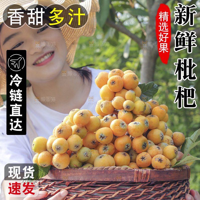 手里拿着现摘枇杷