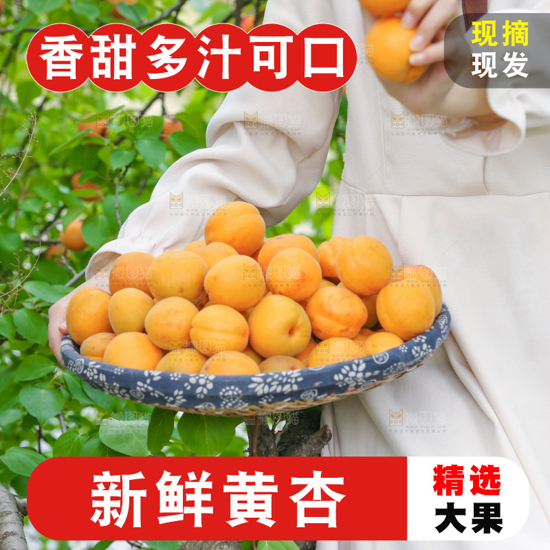 手里拿着新鲜大黄杏