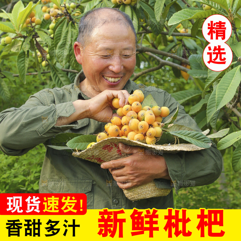 手里拿着现摘枇杷