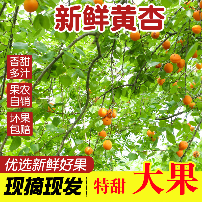 手里拿着新鲜大黄杏
